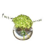 Green Bloom Harmony – Weekly Vase Subscription